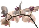 Orchidee
