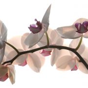 Orchidee